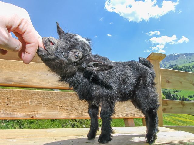 Hatzbauer - Urlaub am BIO-Bauernhof
