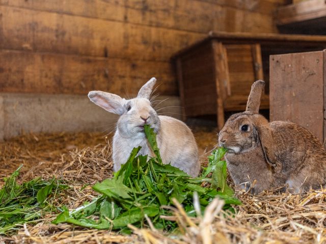 Ferienwohnungen Viehhofbauer in Maria Alm